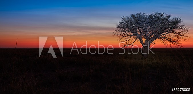 Picture of Lonely tree sunset